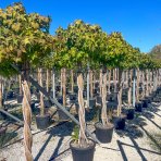 Ambrovník styraxový (Liquidambar styraciflua) ´GUMBALL´- výška 170-200 cm, C35L - TVAROVANÝ TROJKMEŇ